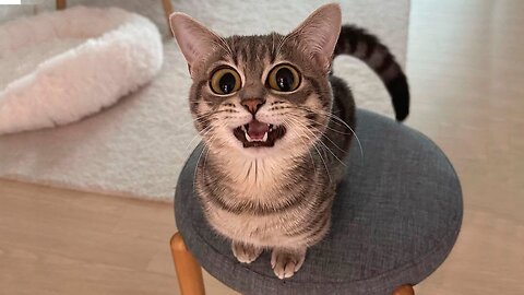 Baby Cats - Cute and Funny Cat Videos Compilation