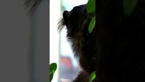 Monkey business #shorts #scary #animals #viral