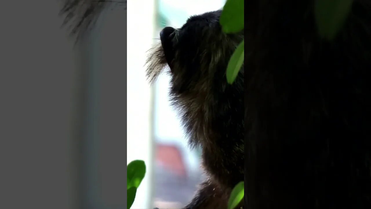 Monkey business #shorts #scary #animals #viral