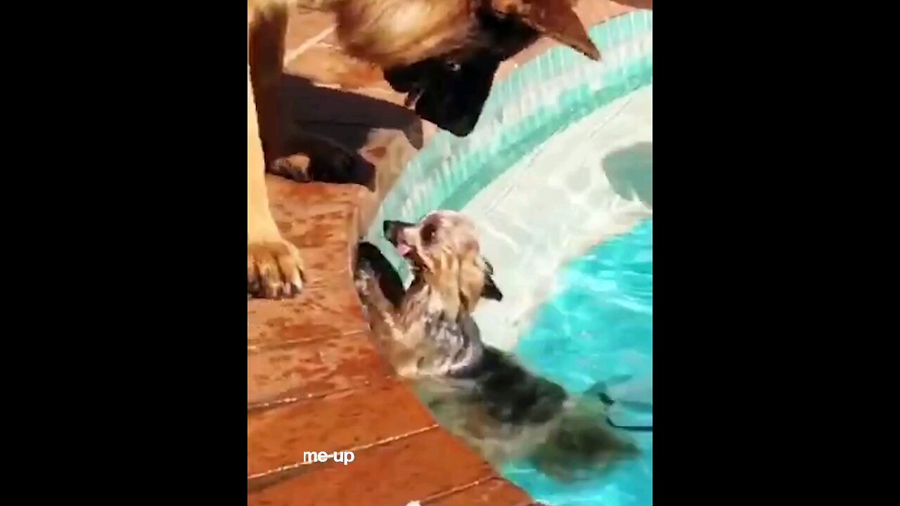 funny dog