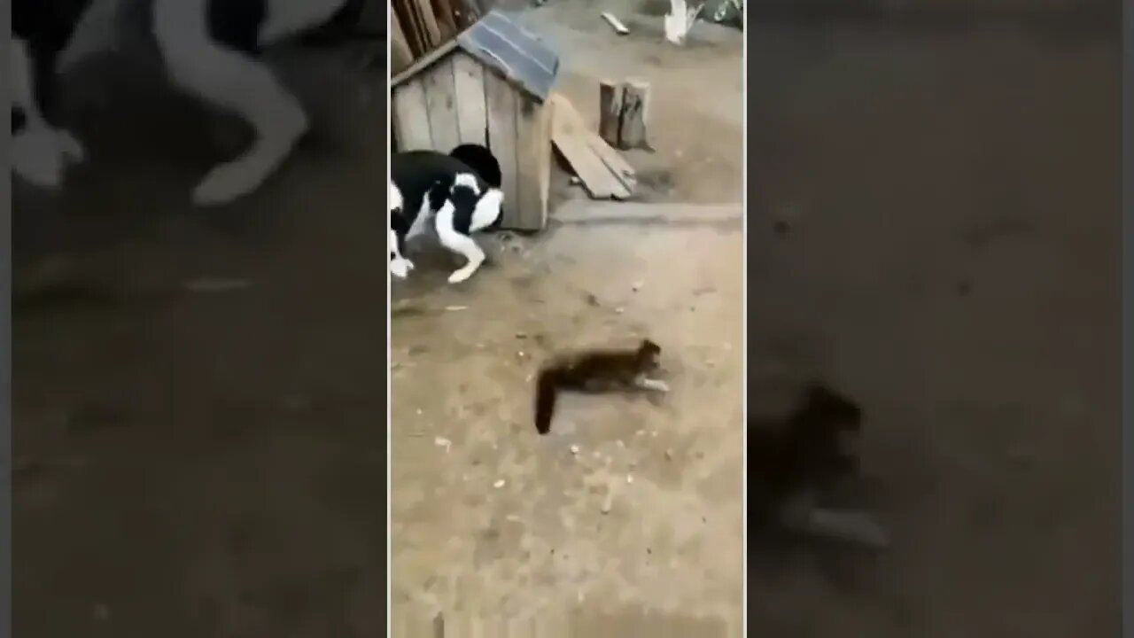 Go get into your house 😾🐶😂😂