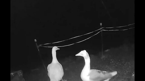 Spying on my geese