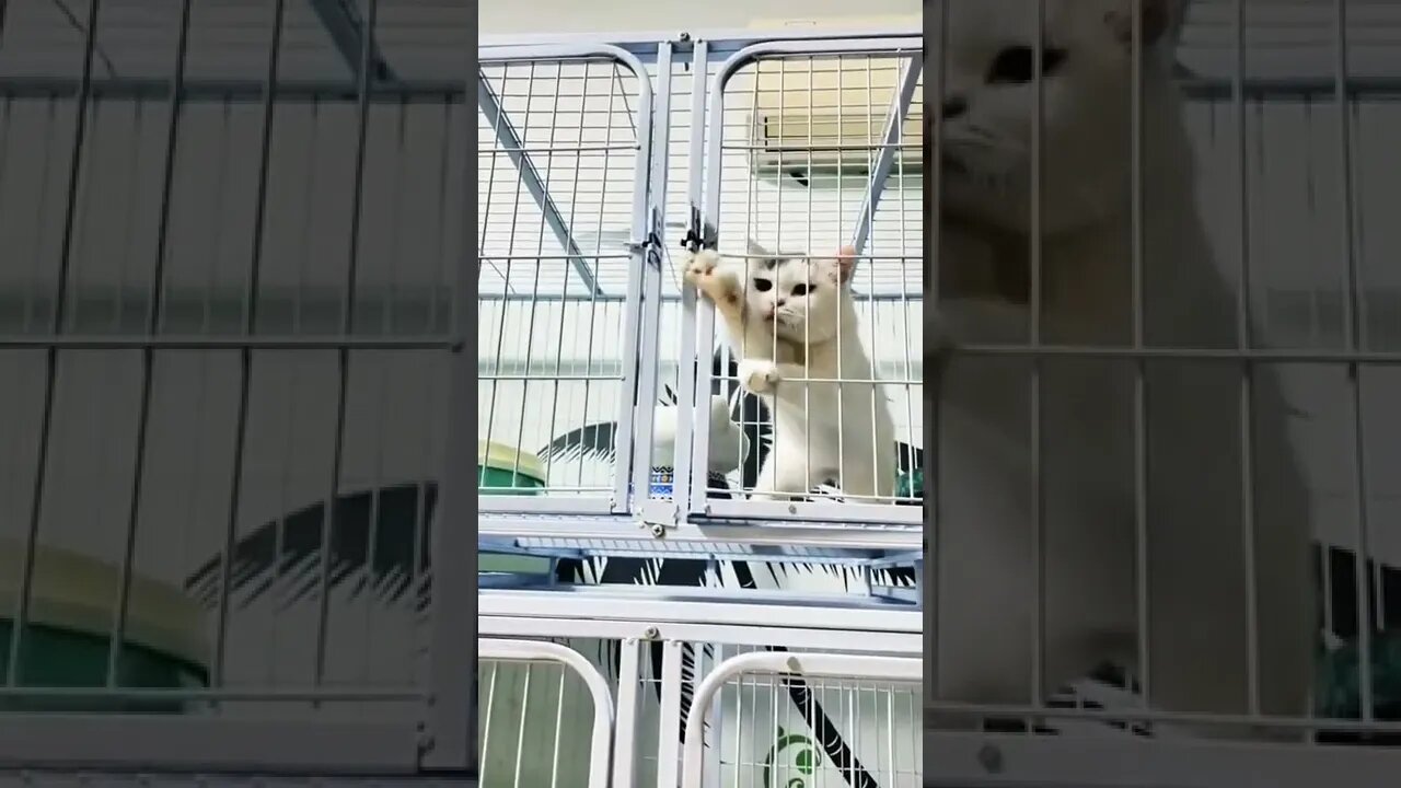 Cat videos#funny #shorts #reels #cat