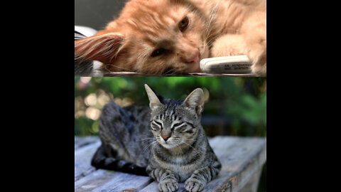 Cutest cat emotional moment.