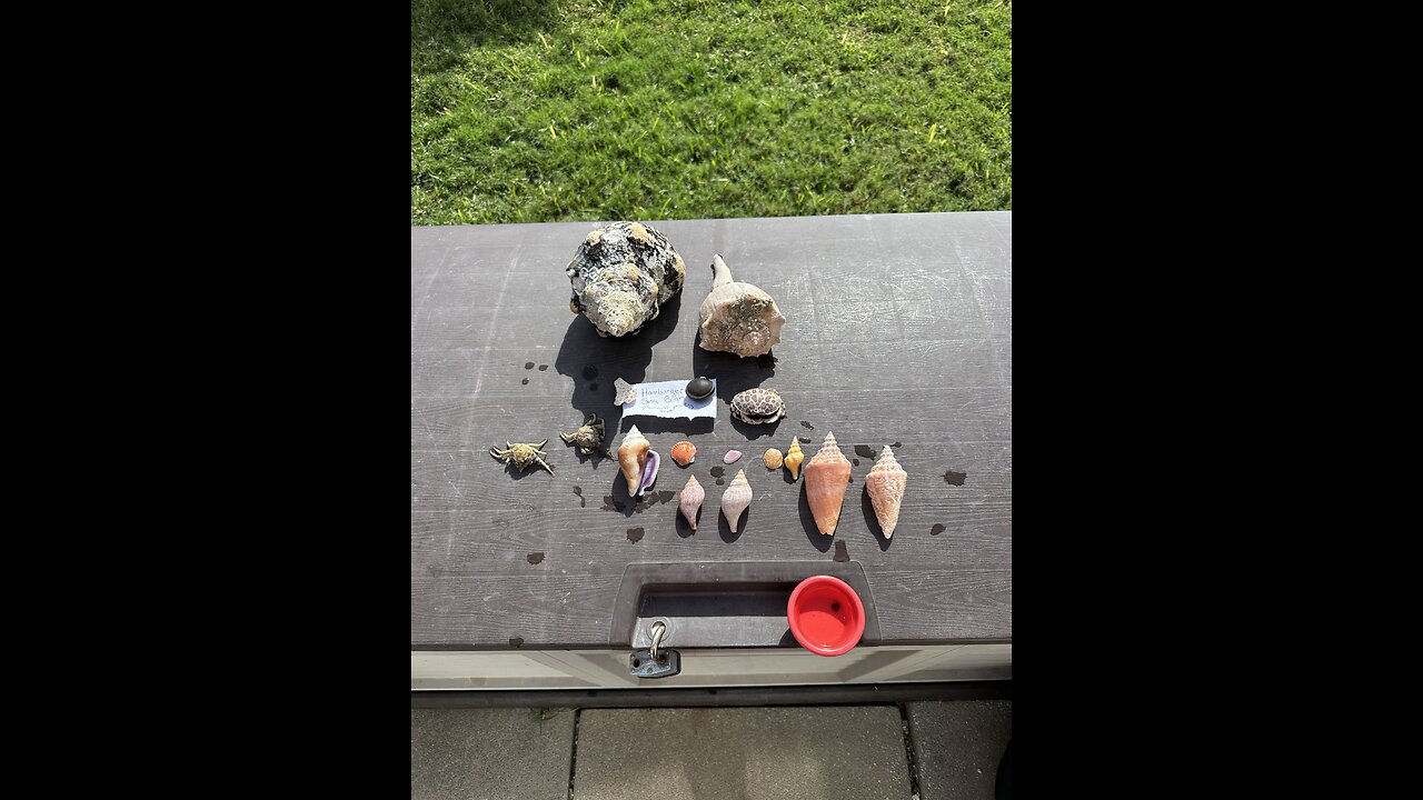 Beach Finds 12/8/2024 | 4K