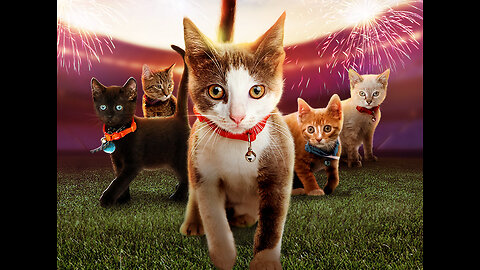 Best Funny Cat Videos | Funniest Cats | Funny Animal Videos | Best Services | #shorts #short