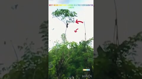 Most Crazy Birds Vertical Gliding Drop Ever Caught On Camera #shorts #animals #birds