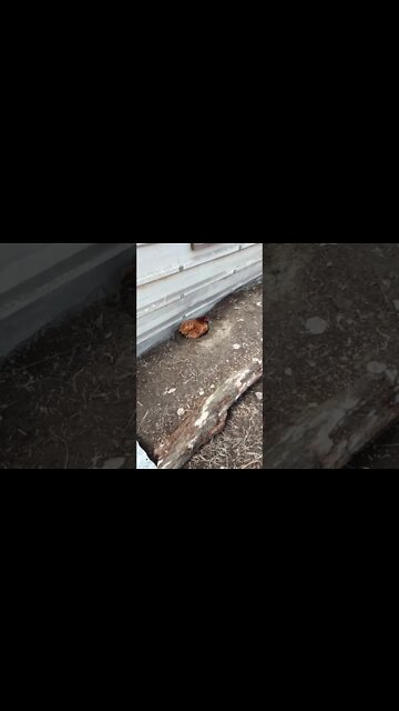 P 2 is having a dust bath