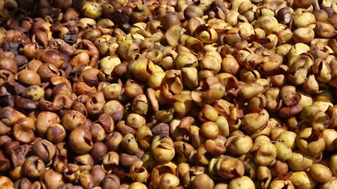 SOUTH AFRICA - Durban - Umthayi marula festival video's batch 2 (SXp)