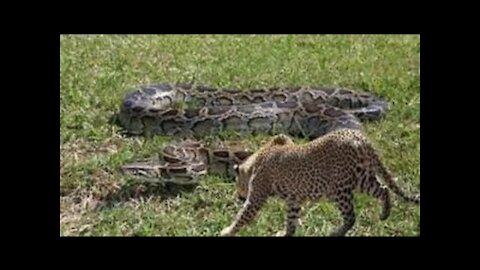 Leopard vs a Giant Python