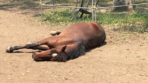 Ava resting in the midday sun - watching the dust move as she breathes out