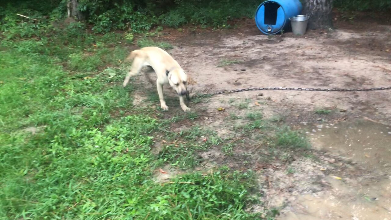 ASC's Brienne of Tarth