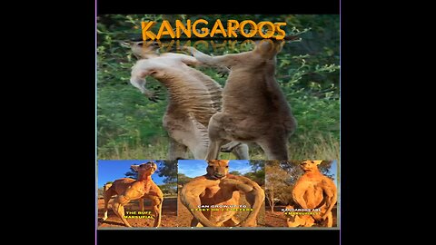 World best Kangaroo.