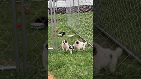 FUNNY! Trouble causing Pup!.