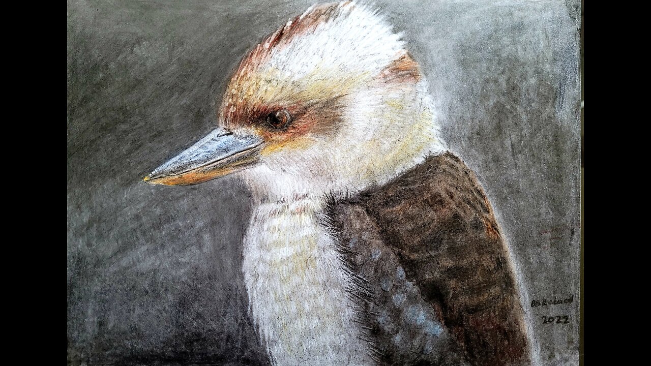 Kookaburra, quick sketch