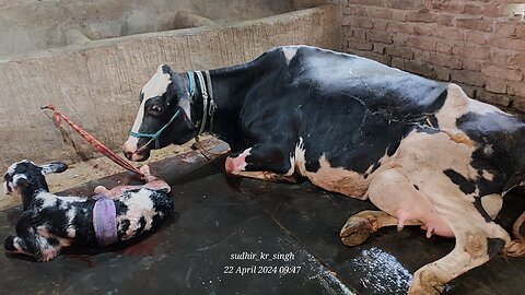sudhirdairyfarm