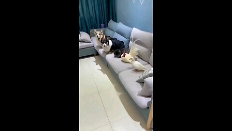 funny videos