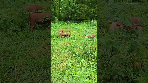Cute Piglets Grazing @UncleTimsFarm #kärnəvór #carnivore #shorts #hereford #freerangepigs