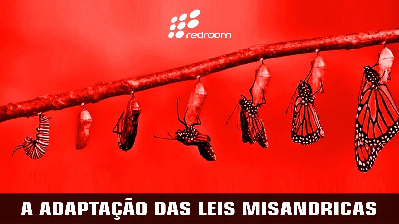 A ADAPTAÇÃO DAS LEIS MISANDRICAS (RACCOONING RACCOON)