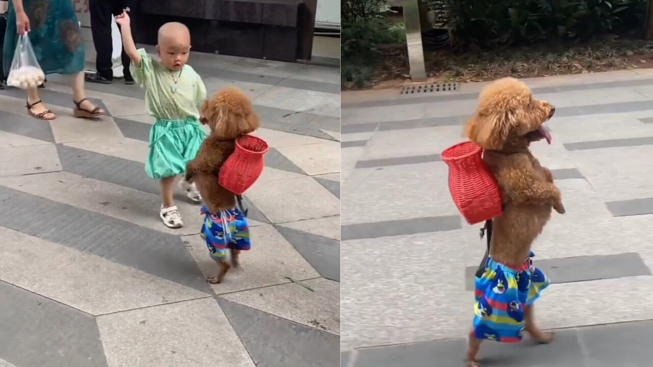 POV: Golden retriever puppy is your Playing with kids.🤔🤔🤔