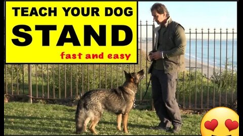 🐕 Basic Dog Training – TOP 10 Essential Commands Every Dog Should Know!