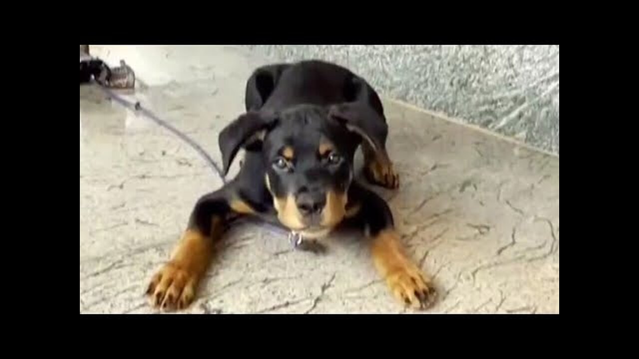 Puppy barking ! cute puppy