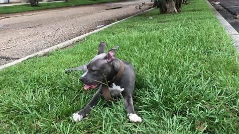 Blue pit bull razor edge