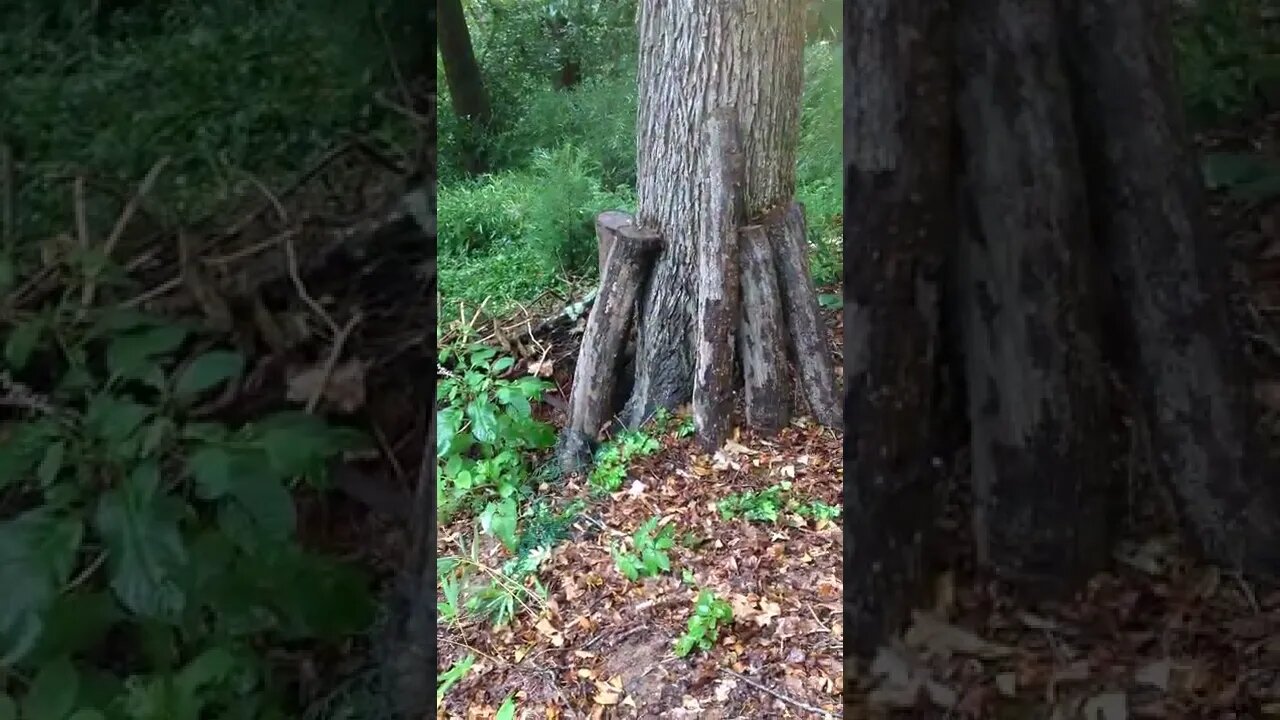 What's This Amazing Tree Growing In This Hugelkultur Mound?