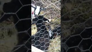 Feeding neighbour’s goats f egg during flood. Horses are left out!!