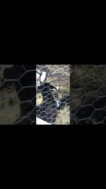 Feeding neighbour’s goats f egg during flood. Horses are left out!!