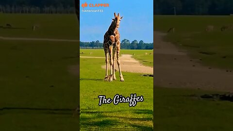 Look at these Beauties. #blackyoutube#giraffes##daneyresort#love#short