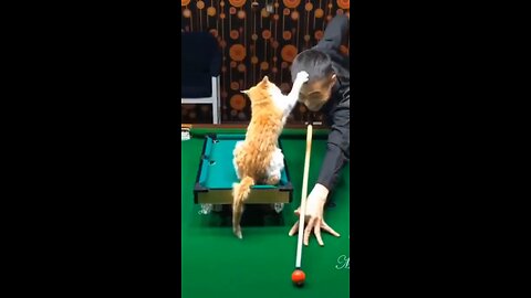 Cute Cat & Funny Cats #shorts #cats #cute #viral #funny