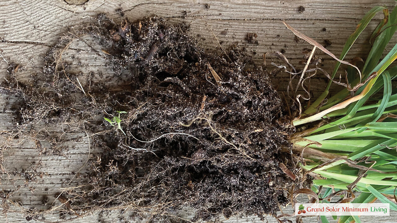 The Importance of a Healthy Rhizosphere in the Garden