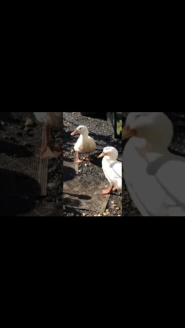 Older pekin ducklings not worried about cat