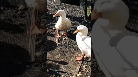 Older pekin ducklings not worried about cat