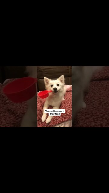 PET CARE: BRUSH YOUR DOG...#shorts