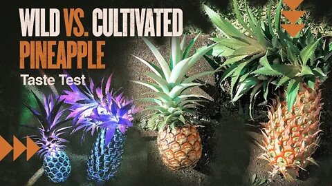 Wild vs. Cultivated Pineapple