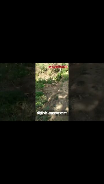 #Short शेतात सापांचा झुंब्बा.... | kannad | gautala sanctuary | zumba dance of snakes | Sarkarnama