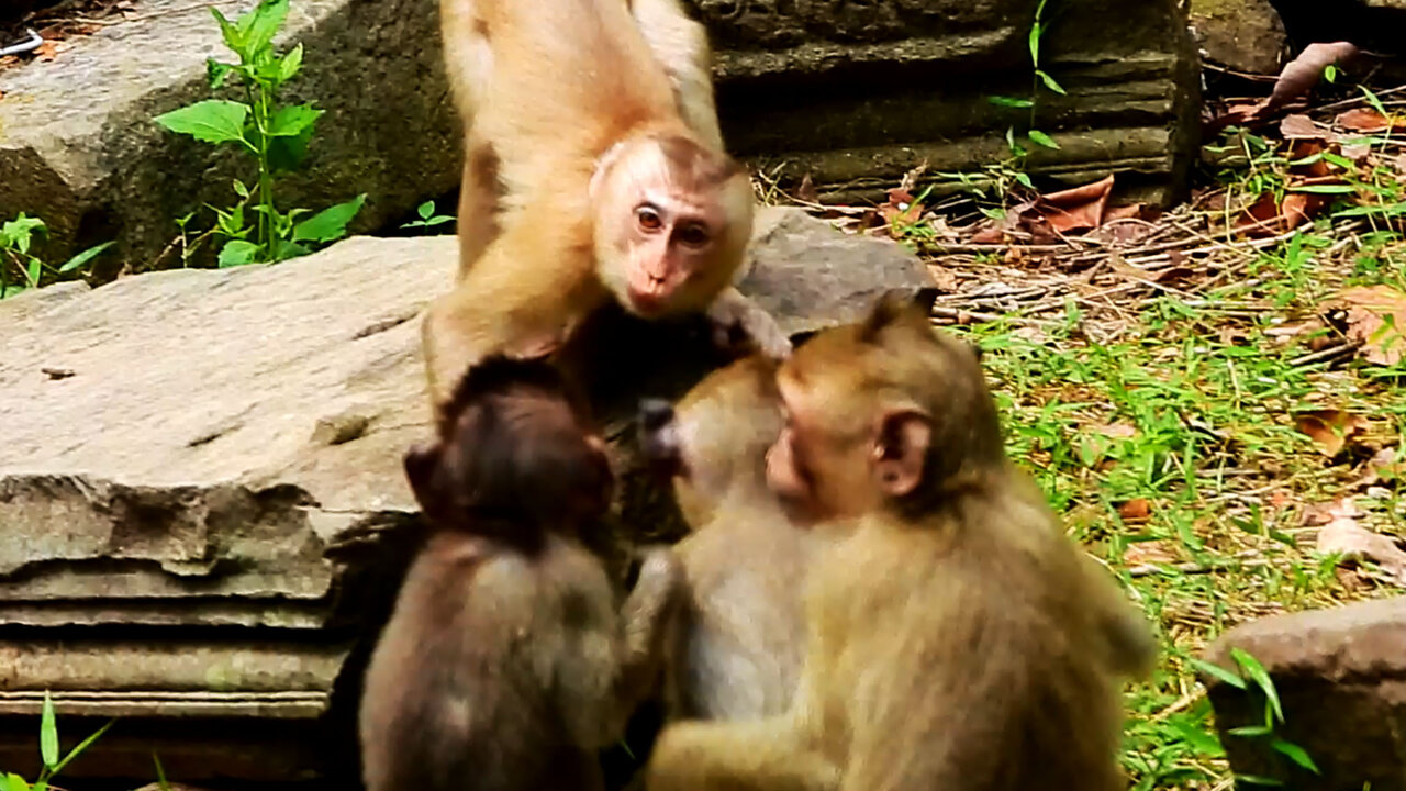 Funny Monkeys Get in touch with each other