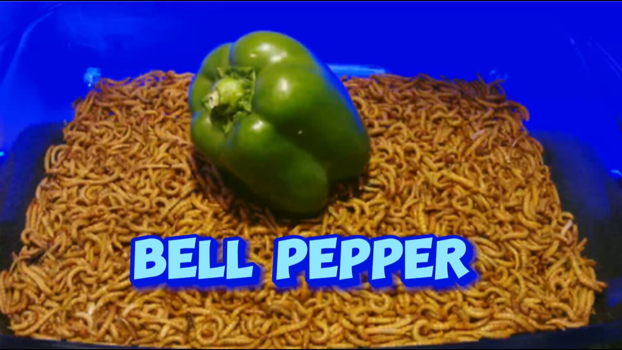 MEALWORMS VS BELL PEPPER