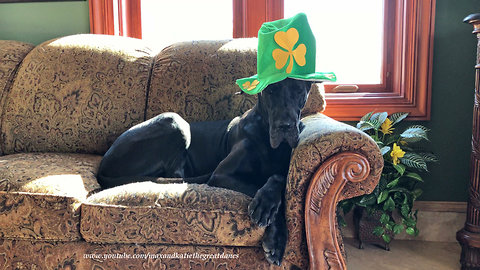 Festive Great Dane models St Patrick's Day shamrock hat