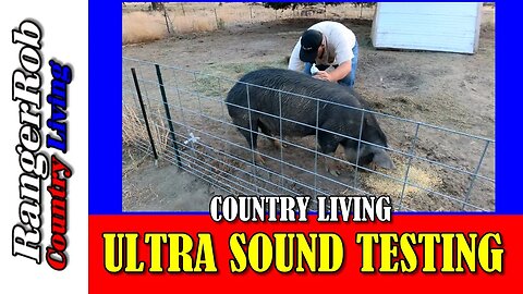 Unbelievable! Our Idaho pasture pigs surprised us during ultrasound pregnancy test