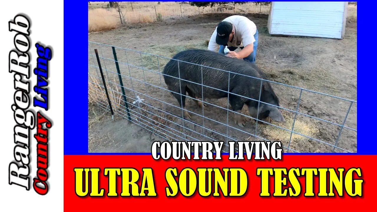 Unbelievable! Our Idaho pasture pigs surprised us during ultrasound pregnancy test