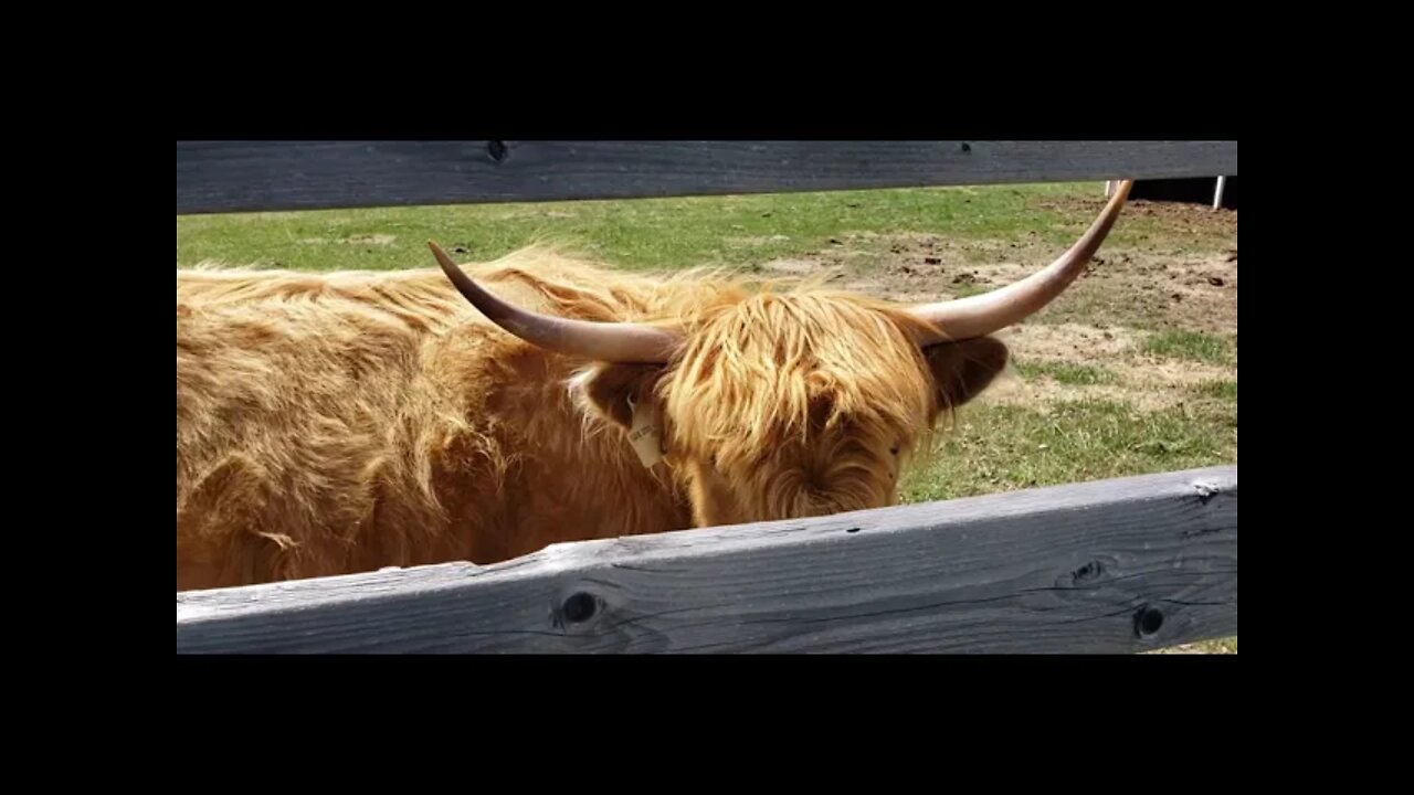 hello highland cows