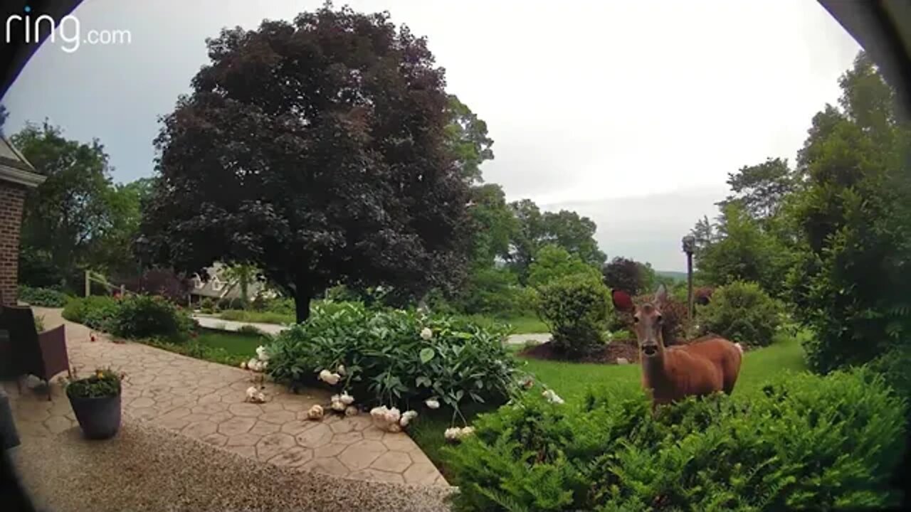 Video Shows Deer’s Hilarious Reaction After Getting Caught Eating Bushes