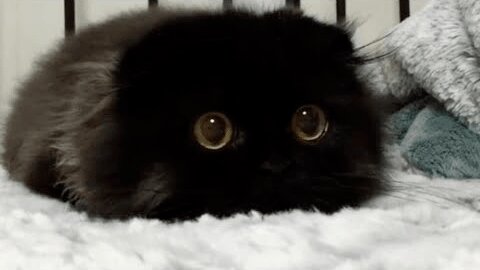 Cute Animals for When You are Stressed