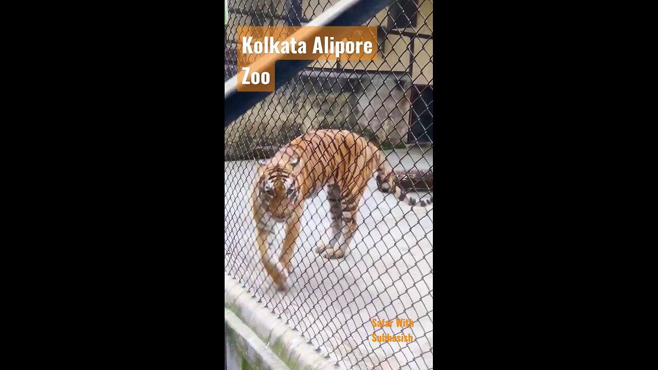 Royal Bengal Tiger in Kolkata Alipur Zoo