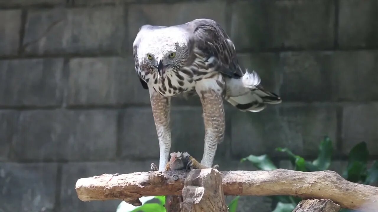 The changeable hawk-eagle or crested hawk-eagle (Nisaetus cirrhatus) sitting on the branch eating f