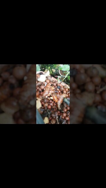 Turmeric is sprouting..Win Win..