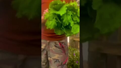 The HEALTHIEST BOUQUET Harvested right from our GARDEN! 🥬🥬🥬🥬 #shorts #garden
